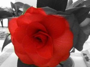 Camellia from my Mom's garden